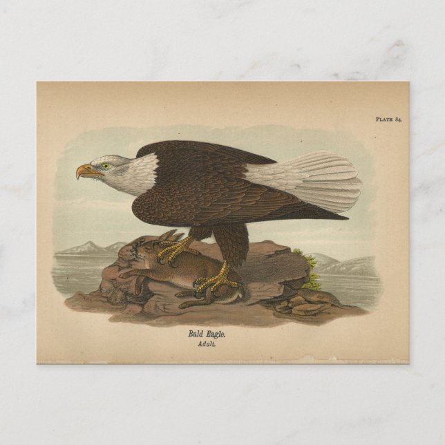 Carte postale 1890 Oiseau-Bald Eagle (Devant)