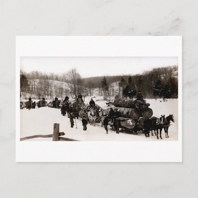 Carte Postale 1905 Lumberjacks au travail (Devant)