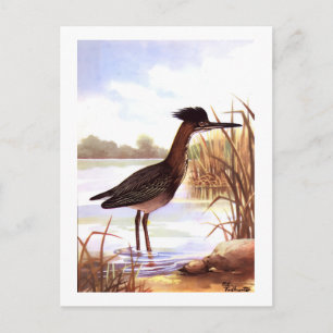 Carte Postale 1926 OISEAUX DE CHASSE Vintage "HERON VERT" signé