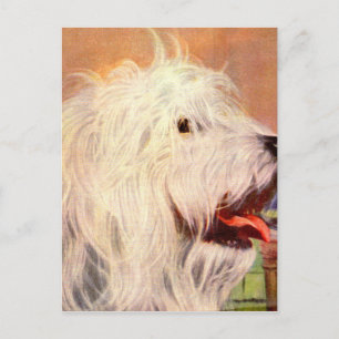 Carte Postale 1950 s old english sheepdog illustration