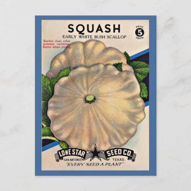 Carte Postale 1950s semence paquet blanc squash (Devant)