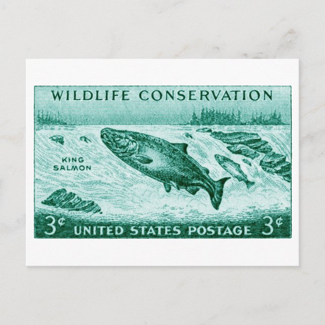 Carte Postale 1956 Conservation de la faune, Saumon (Devant)
