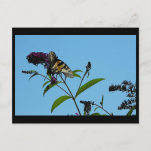 Carte Postale ~ 19 été ~