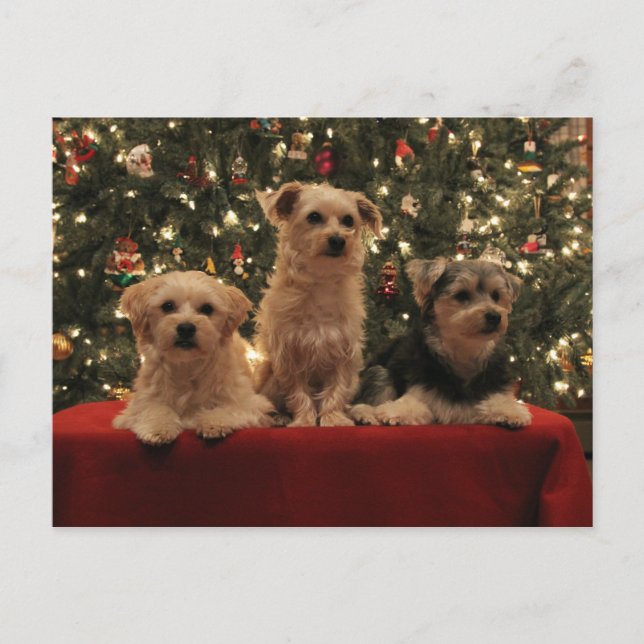 Carte postale 1 de Noël de chiot (Devant)
