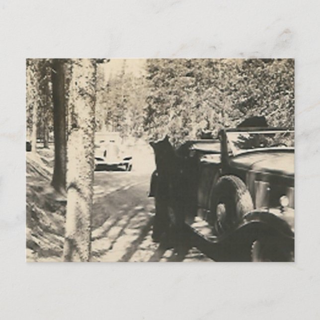 Carte Postale 1 en 2 bears at car (Devant)