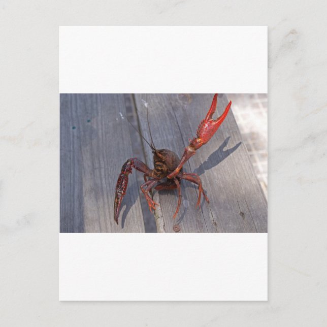 Carte Postale 1 langouste (Devant)