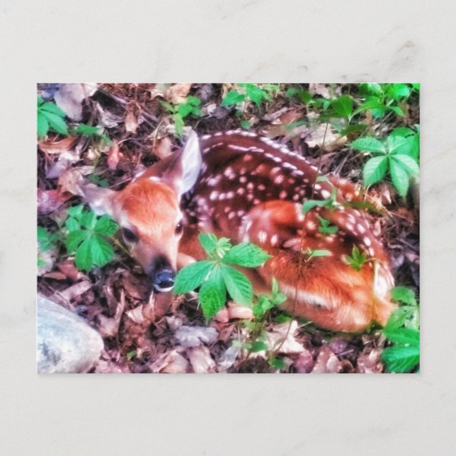 CARTE POSTALE 1CARTE POSTALE FAWN (Devant)