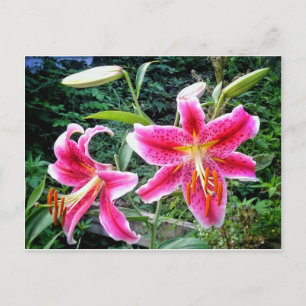 CARTE POSTALE 1STARGAZER LILLIES POSTCARD