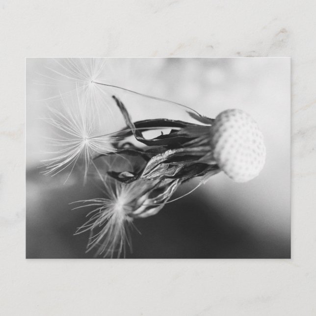 CARTE POSTALE 2013 (Devant)