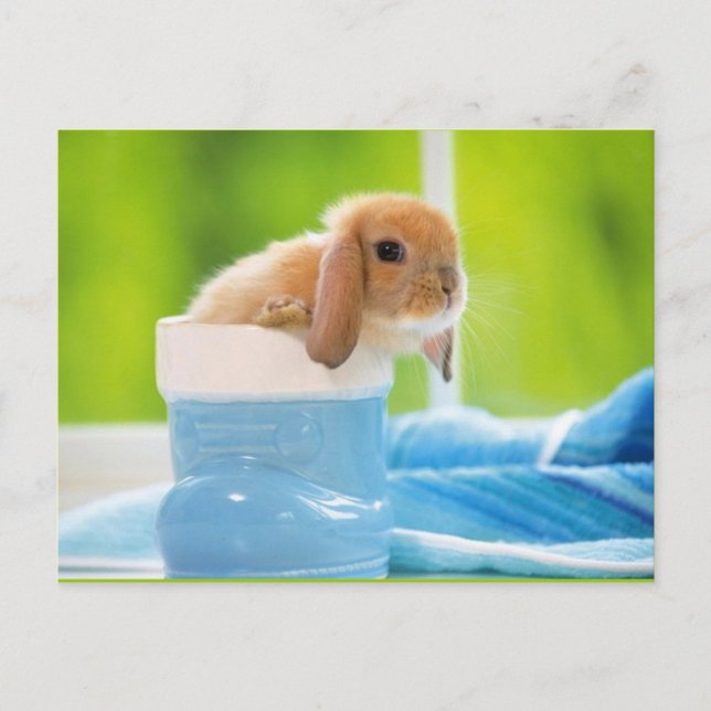 Carte Postale 20_baby_animal (4) BABY BUNNY RABBIT bleu greens (Devant)