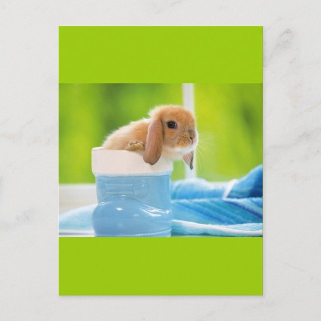 Carte Postale 20_baby_animal (4) BABY BUNNY RABBIT bleu greens (Devant)