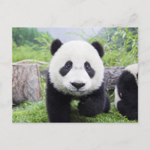 Carte Postale 20_baby_animal (9) CUTE PANDA CUB ANIMAUX SAUVAGES