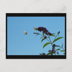 Carte Postale ~ 20 été ~