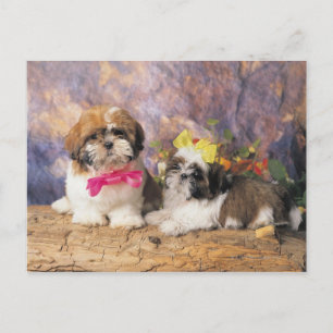 CARTE POSTALE 24095243