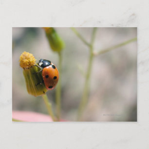 CARTE POSTALE 24102385