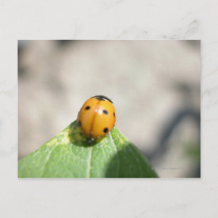 CARTE POSTALE 24102386