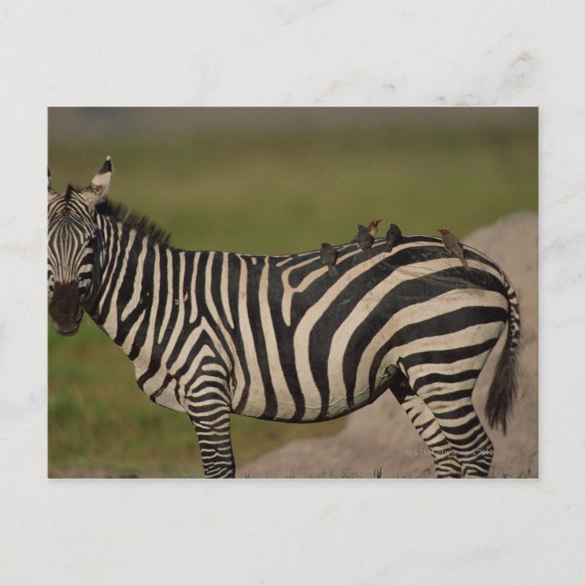 CARTE POSTALE 24109277 (Devant)