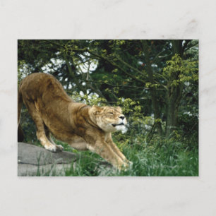 CARTE POSTALE 24114343