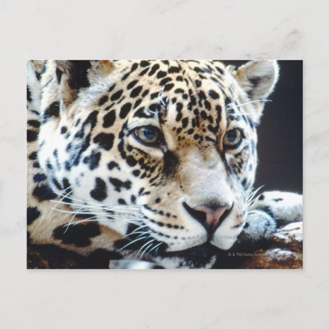 CARTE POSTALE 24114363 (Devant)