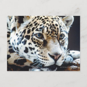 CARTE POSTALE 24114363