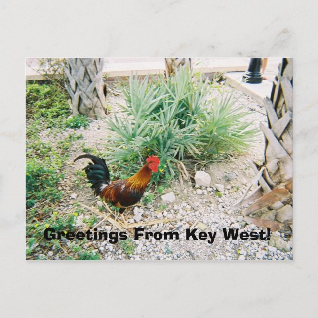 Carte Postale 2-12-2007 (2)-07, Salutations De Key West! (Devant)