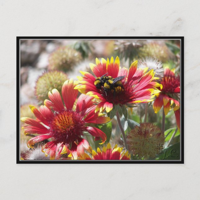 Carte Postale 2 Abeilles En Fleur Devant Le Jardin. (Devant)