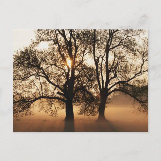 CARTE POSTALE 2 ARBRES SEPIA OR ORANGE (Devant)