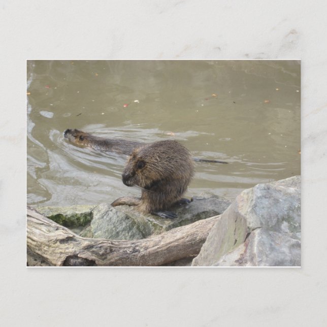 Carte Postale 2 Biber (Devant)