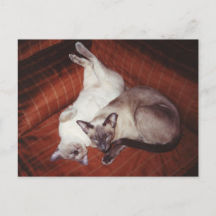 Carte Postale 2 chats siamois : Tortie et Seal Point