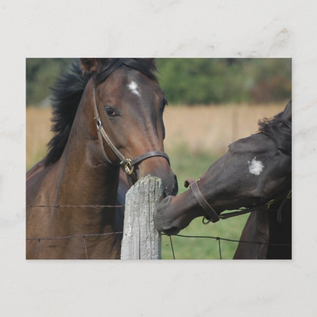 Carte Postale 2 Chevaux mâcher une clôture (Devant)