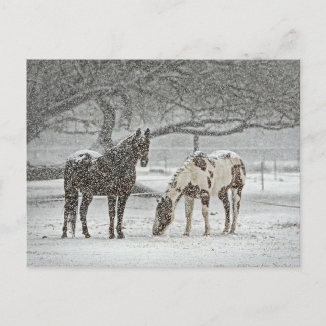 Carte Postale 2 Chevaux neigeux sous un arbre (Devant)