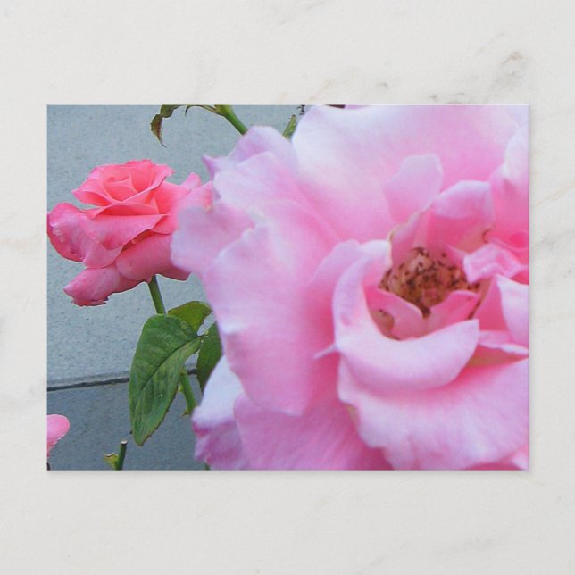 Carte postale 2 Roses (Devant)