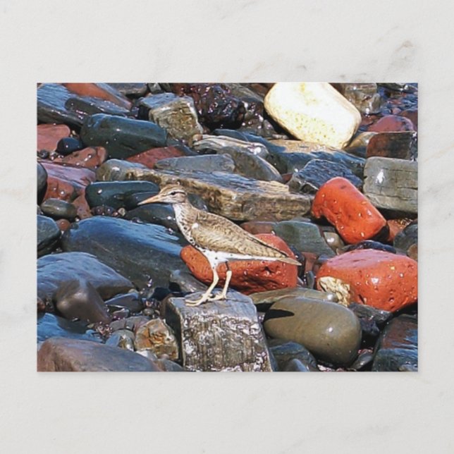 Carte postale 2 Sandpiper tacheté (Devant)