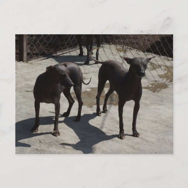 Carte Postale 2 xolos (Devant)