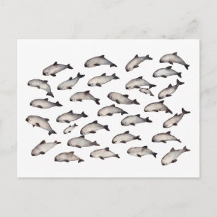 Carte Postale 30 dauphins de marsouin de vaquita