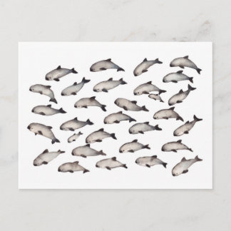 Carte Postale 30 dauphins de marsouin de vaquita