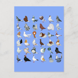 Carte Postale 36 races de pigeons