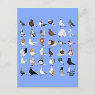 Carte Postale 36 races de pigeons