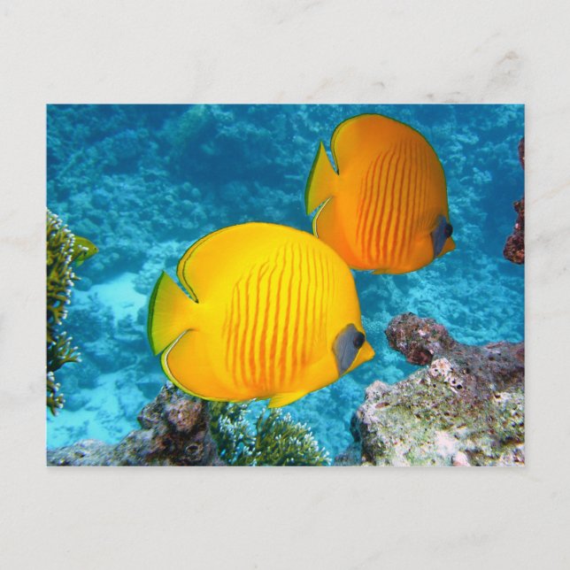 Carte Postale 380037 poisson poisson exotique tropical jaune PHO (Devant)