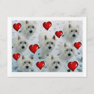 Carte Postale 3.5 2.7 westie cœurs nouveau xvz 3.5 2.7 z.jpg
