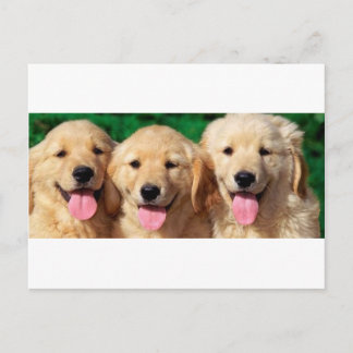 Carte Postale 3 Amigos