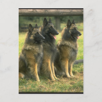 Carte Postale 3 bergers allemands