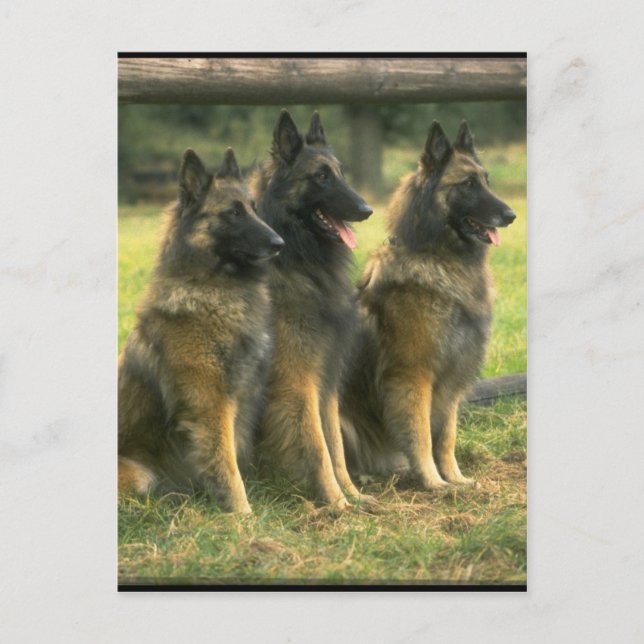 Carte Postale 3 bergers allemands (Devant)