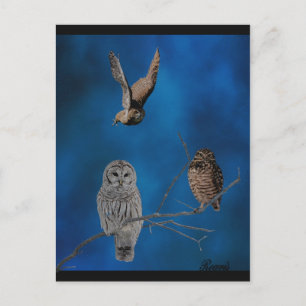 Carte Postale 3 Chouettes - 2