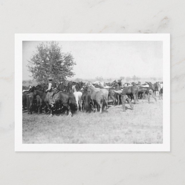 Carte Postale 3 Cowboys Roping Horses PhotoDakota du Sud (Devant)
