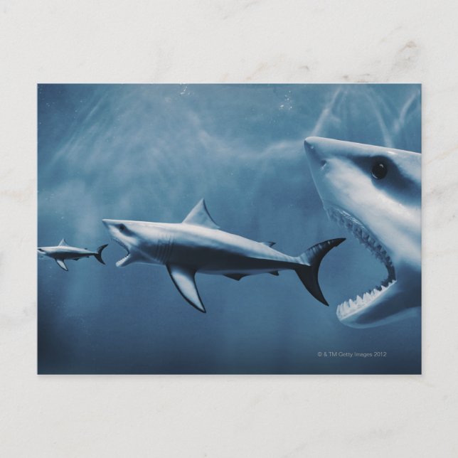 Carte Postale 3 grands requins blancs (Carcharodon carcharias) (Devant)