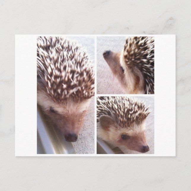 Carte Postale 3 Gros plans, Spike (Devant)