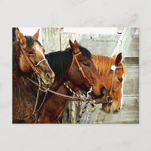 Carte Postale 3 Horse Heads (Devant)
