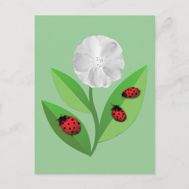 Carte Postale 3 Ladybugs (Devant)