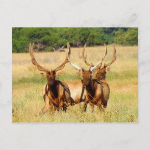 Carte Postale 3 taureaux (Elk)